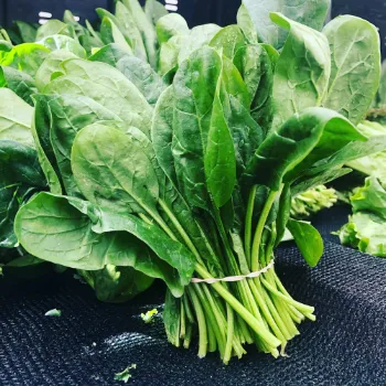 Spinach (37)-4728500-38819.webp